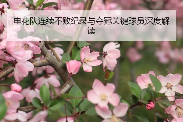 申花队连续不败纪录与夺冠关键球员深度解读